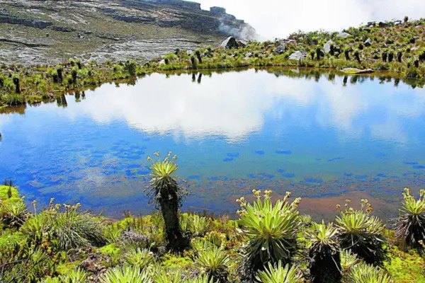 Páramo del Sumapaz con tus Mascotas: Un Viaje Inolvidable