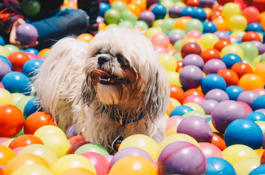 Waulandia Park: Parque Acuático Petfriendly para Tu Peludo