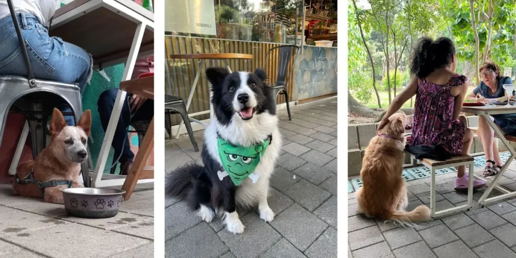 La Gracia al Parque: Un Rincón Pet Friendly para Disfrutar con tu Peludo Amigo