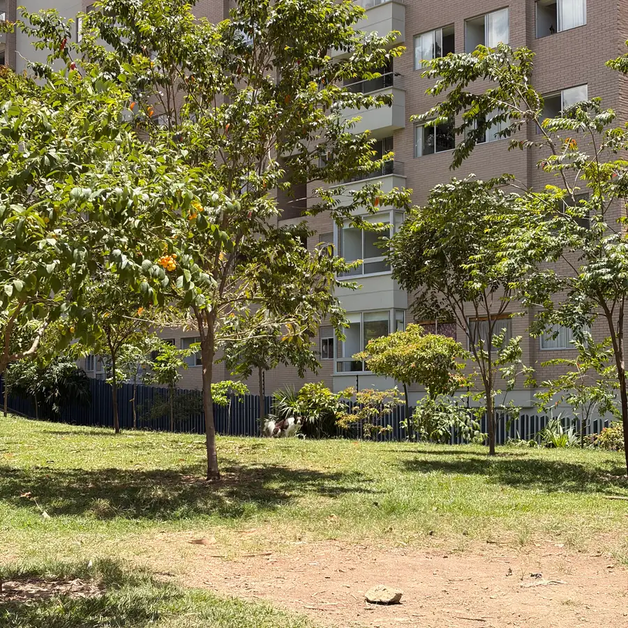 Los árboles que ya dan sombra, frente a la reja de la urbanización
