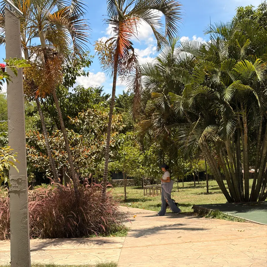 El sendero de piedra pasa entre palmas y jardineras