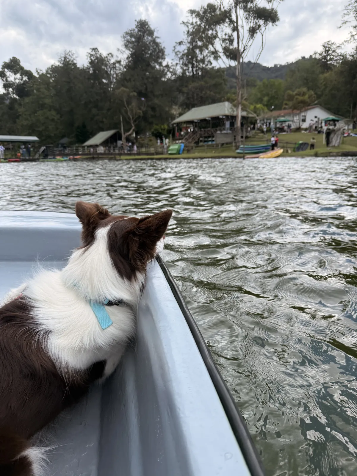 El perro mira desde el bote hacia los kioscos de la orilla